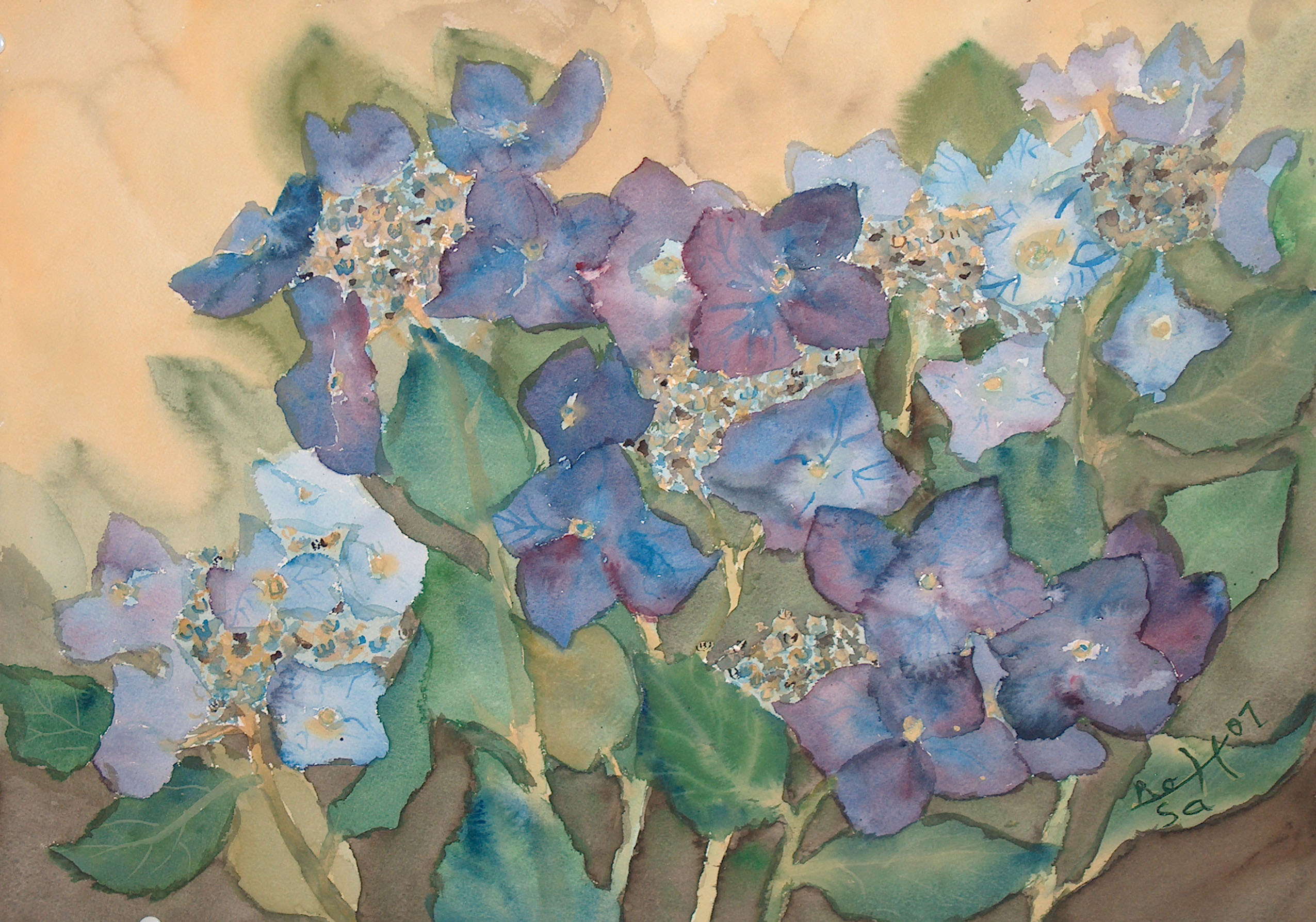 Hortensie