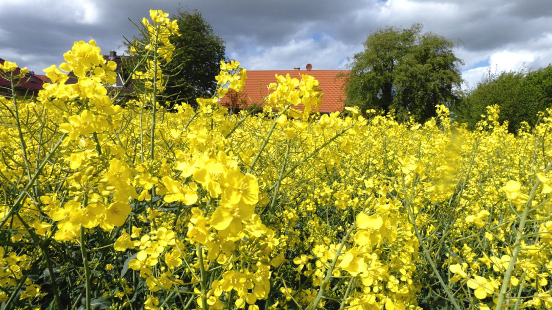Rapsfeld mit dunklen Himmel