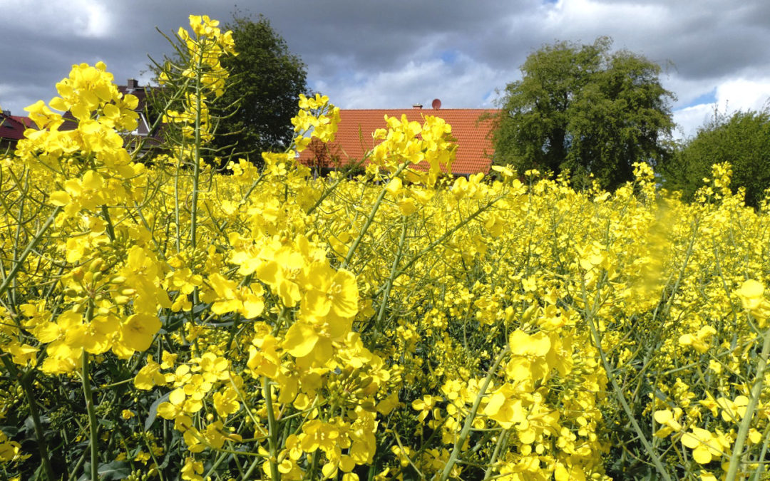 Rapfeld unter dunklem Himmel