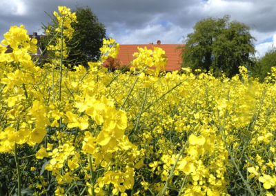 Rapfeld unter dunklem Himmel