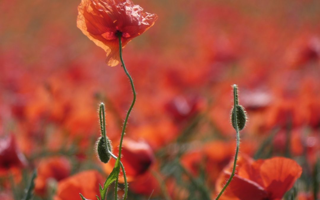 Roter Mohn
