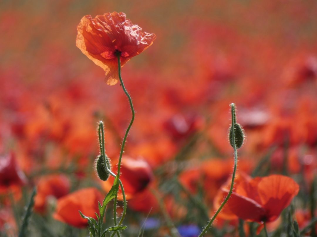 Roter Mohn auf Wiese