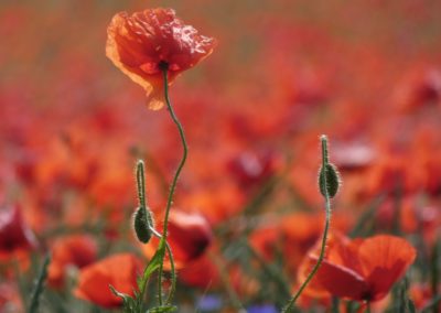 Roter Mohn