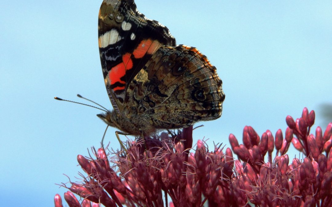 Der Admiral