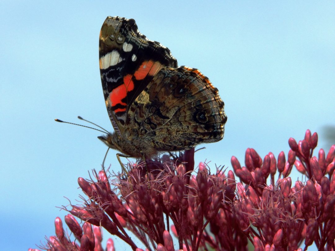 Schmetterling Admiral