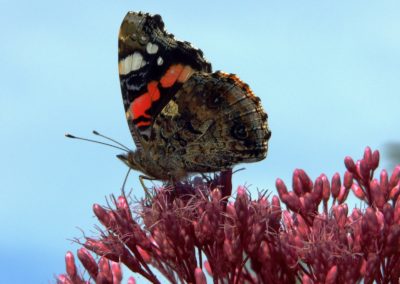 Der Admiral