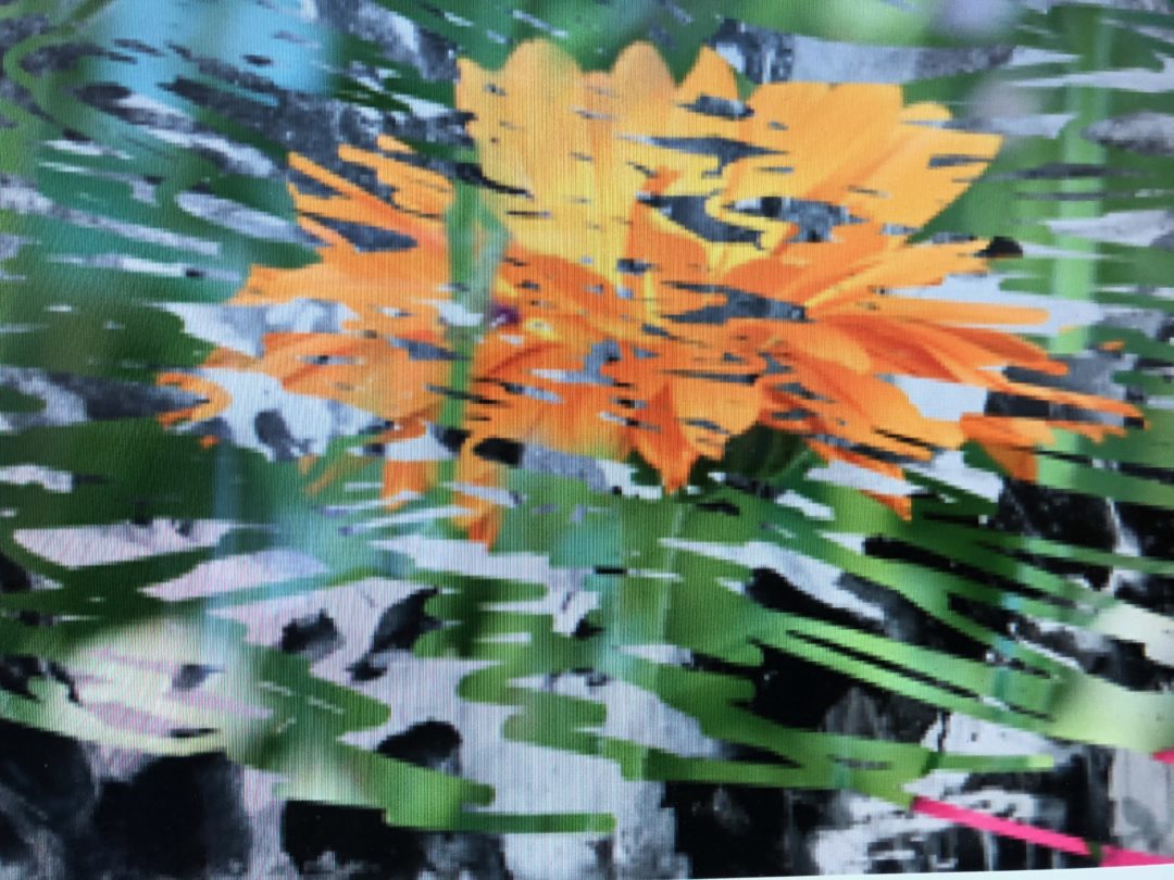Sommerblüte